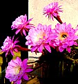 Picture Title - cactus flowers n...