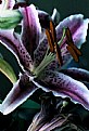 Picture Title - LILIES III