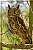 Cape Eagle Owl (Bubo capensis)