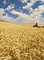 Picture Title - Ready for Harvest