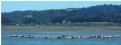 Picture Title - Bolinas Lagoon