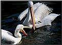 Picture Title - Pelican game