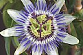 Picture Title - Passion Flower