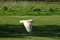 Picture Title - Barn Owl