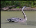 Picture Title - Swimming Heron