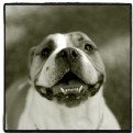 Picture Title - Bulldog