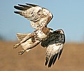 Picture Title - Red-tailed Hawk (female)