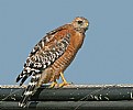 Picture Title - Red-shouldered Hawk