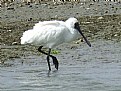 Picture Title - Royal Spoonbill