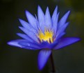 Picture Title - Lotus