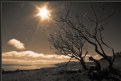 Picture Title - girl under tree