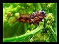 Picture Title - Caterpillar