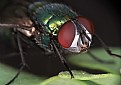 Picture Title - Fly