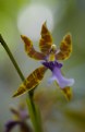 Picture Title - Orchid