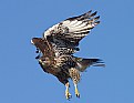 Picture Title - Young Hawk