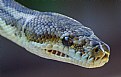 Picture Title - Carpet Python