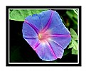 Picture Title - Morning glory....or a relative (?)