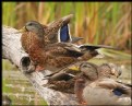 Picture Title - Ducks on a Log