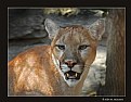 Picture Title - Young Puma (d1518)