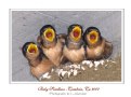 Picture Title - Baby Swallows