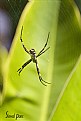 Picture Title - aranha