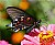 black swallowtail - pink zinnia