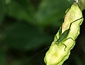 Picture Title - Grasshopper