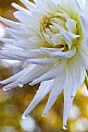 Picture Title - Pure Dahlia