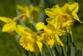 Picture Title - Daffodils