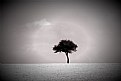 Picture Title - The One