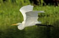 Picture Title - Graceful Egret