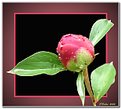 Picture Title - Peony Bud