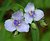 spiderwort wildflower