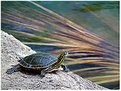 Picture Title - Sunning Turtle