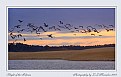 Picture Title - Flight of the Pelican