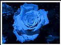 Picture Title - rose blues.....