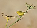 Picture Title - Yellow Warbler