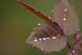 Picture Title - Diamantes de lluvia...