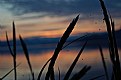 Picture Title - Grassy silhouette