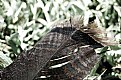 Picture Title - Feather