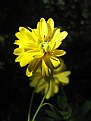 Picture Title - Yellow flower