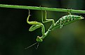 Picture Title - Mantis