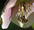 Picture Title - helleborus with bee