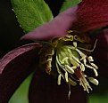 Picture Title - helleborus with me