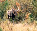 Picture Title - Bull Moose - Fall