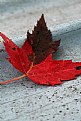 Picture Title - maple leaf on canoe
