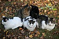 Picture Title - feline autumn