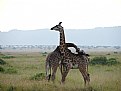 Picture Title - Jirafas en Africa