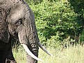 Picture Title - Elephant in Kenya