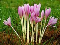 Picture Title - Autumn crocus